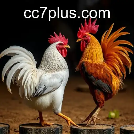 Exploring the World of Online Sabong: The Rise of CC7 in the Digital Cockfighting Arena